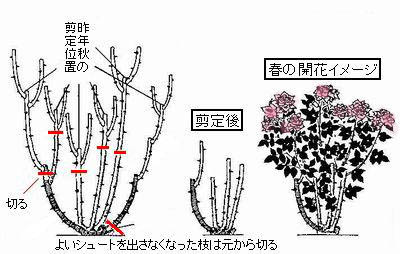 バラの植え付けと剪定 杜のひろば 公益財団法人仙台市公園緑地協会