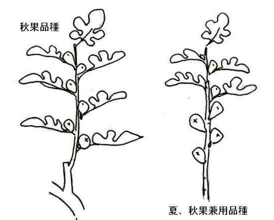 家庭果樹の剪定と施肥 杜のひろば 公益財団法人仙台市公園緑地協会