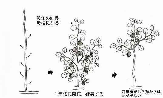 の 剪定 みかん