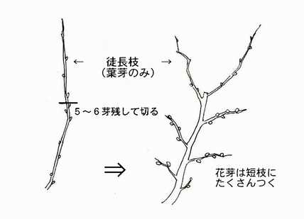 キウイ 剪定 図解