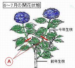 庭木の剪定と薬剤散布 杜のひろば 公益財団法人仙台市公園緑地協会