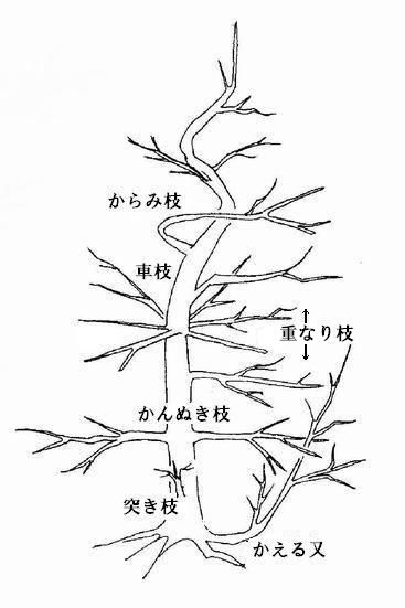 庭木の剪定と薬剤散布 杜のひろば 公益財団法人仙台市公園緑地協会