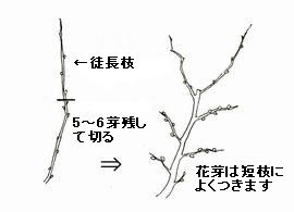 庭木の剪定と薬剤散布 杜のひろば 公益財団法人仙台市公園緑地協会